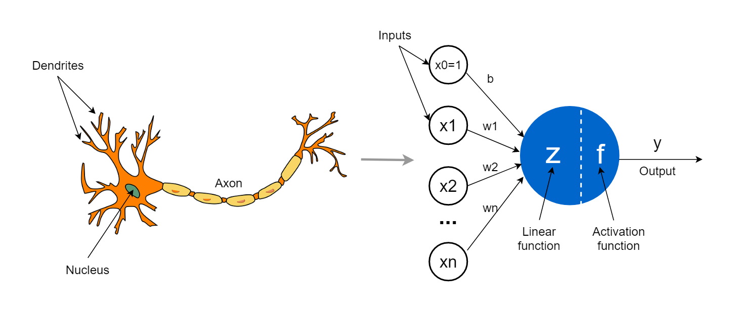 The Birth of Intelligence: How Perceptrons Learned from the Human Brain